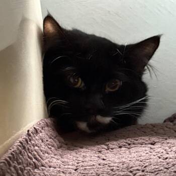 Domestic Long Hair and Domestic Short Hair Cats Available for Adoption in Goleta, California - Lord Grantham | PetCurious
