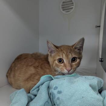 Cider -  Domestic Short Hair Cat for Adoption in Jeffersonville, Indiana - Cider | PetCurious
