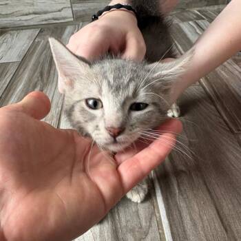 Shawn Michaels -  Domestic Short Hair Cat for Adoption in West Des Moines, Iowa - Shawn Michaels | PetCurious