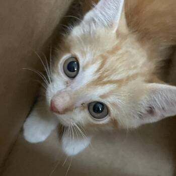 sunny -  Domestic Short Hair Cat for Adoption in Edinburg, Texas - Sunny | PetCurious