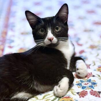 Dennis -  Domestic Short Hair Cat Available for Adoption - Dennis | PetCurious