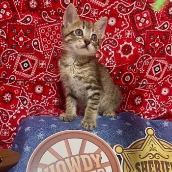 Billy the Kid -  Domestic Short Hair Cat Available for Adoption in Boerne, Texas - Billy The Kid | PetCurious