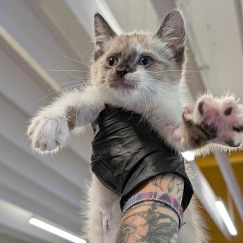 Hollywood -  Domestic Short Hair Cat for Adoption in Biltmore Forest, North Carolina - Hollywood | PetCurious