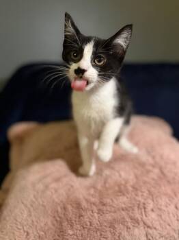 Gordita Crunch -  Domestic Short Hair Cat for Adoption in Wheaton, Illinois - Gordita Crunch | PetCurious