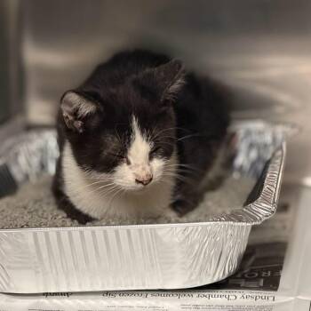 Buddy -  Domestic Medium Hair Cat for Adoption in Pauls Valley, Oklahoma - Buddy | PetCurious