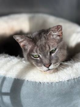 Rescue Domestic Medium Hair Cats for Adoption in Ashland, Wisconsin - Cauliflower | PetCurious