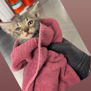 Goose -  Domestic Short Hair Cat for Adoption in Emporia, Kansas - Goose | PetCurious