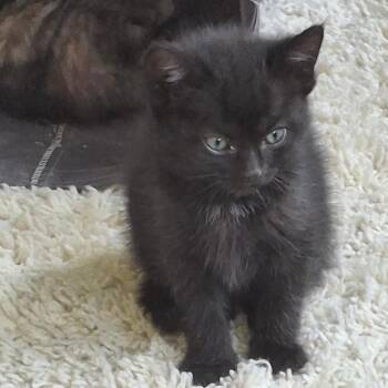 Domestic Short Hair Cats Available for Adoption in Gresham, Wisconsin - SELA | PetCurious