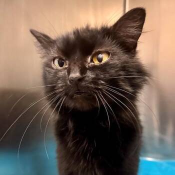 Domestic Medium Hair Cats Available for Adoption in Walnut Creek, California - Apple Bird | PetCurious