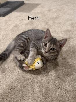 Fern -  Domestic Short Hair Cat for Adoption in Ruther Glen, Virginia - Fern | PetCurious