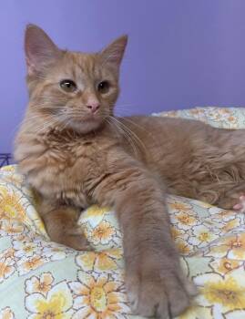 Kendra -  Domestic Medium Hair Cat for Adoption in Westfield, New York - Kendra | PetCurious