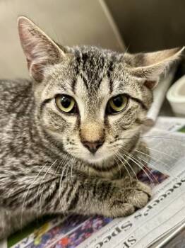 Shrike -  Domestic Short Hair Cat for Adoption in Wichita, Kansas - Shrike | PetCurious