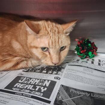 Carrots -  Domestic Short Hair Cat for Adoption in Pauls Valley, Oklahoma - Carrots | PetCurious