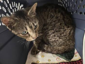 GINGER -  Domestic Short Hair Cat for Adoption in Aliquippa, Pennsylvania - GINGER | PetCurious