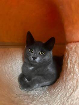 Penelope -  Domestic Short Hair Cat for Adoption in Toronto, Ontario - Penelope | PetCurious
