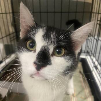Pawdry -  Domestic Short Hair Cat for Adoption in Allentown, Pennsylvania - Pawdry | PetCurious