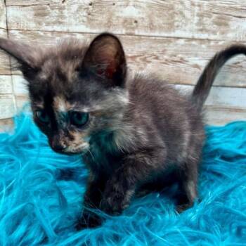Suzanne -  Domestic Medium Hair Cat for Adoption in Lexington, Kentucky - Suzanne | PetCurious