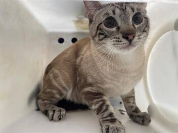 NEMO -  Domestic Short Hair Cat for Adoption in Rowlett, Texas - NEMO | PetCurious