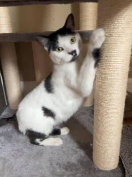 Rescue Domestic Short Hair Cats for Adoption in Hillsboro, Oregon - COOKIE - Offered By Owner - Young Female | PetCurious