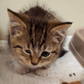 Rescue Domestic Short Hair Cats for Adoption in Zanesville, Ohio - Patch | PetCurious