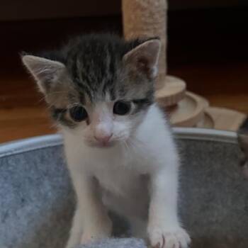 Bam Bam -  Domestic Short Hair Cat for Adoption in East Hanover, New Jersey - Bam Bam | PetCurious