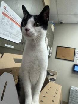 Steve Buscemi -  Domestic Short Hair Cat for Adoption in Farmers Branch, Texas - Steve Buscemi | PetCurious