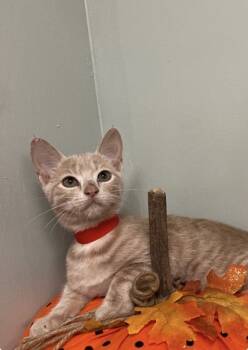 Rescue Domestic Short Hair Cats for Adoption in Picayune, Mississippi - Punkin | PetCurious