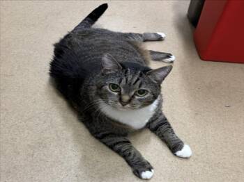 Domestic Short Hair Cats Available for Adoption - IVY | PetCurious
