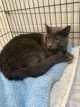 Domestic Short Hair Cats Available for Adoption in Jackson, Michigan - Kringle | PetCurious
