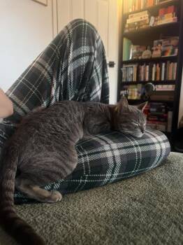 Domestic Short Hair Cats Available for Adoption in Philadelphia, Pennsylvania - Puddles  | PetCurious