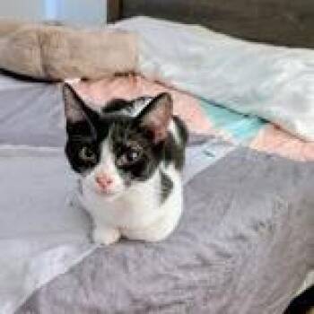 Salty -  Domestic Short Hair and Mixed Breed Cat for Adoption in Santa Fe, Texas - Salty | PetCurious