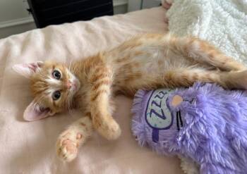 Rune -  Domestic Short Hair Cat for Adoption in Reston, Virginia - Rune | PetCurious