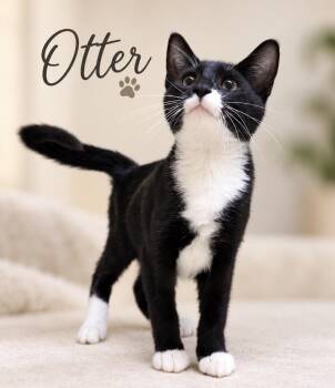 Otter -  Domestic Short Hair Cat for Adoption in Pawleys Island, South Carolina - Otter | PetCurious
