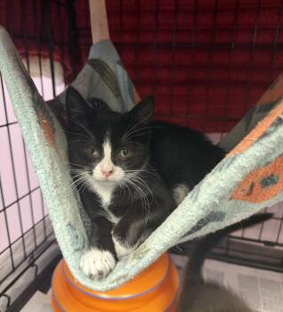Melanie -  Domestic Short Hair Cat for Adoption in Freeport, New York - Melanie | PetCurious