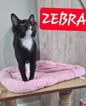 Zebra -  Domestic Short Hair Cat for Adoption in Rome, Georgia - Zebra | PetCurious