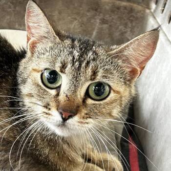 Ridgeline -  Domestic Short Hair Cat for Adoption in Leander, Texas - Ridgeline | PetCurious