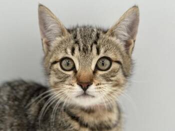 Violet -  Domestic Short Hair Cat for Adoption in Portland, Oregon - Violet | PetCurious
