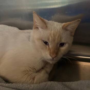 Domestic Short Hair Cats Available for Adoption in Lakeland, Florida - Chester | PetCurious