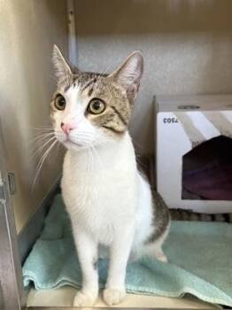 Cinna -  Domestic Short Hair Cat for Adoption in Honolulu, Hawaii - Cinna | PetCurious