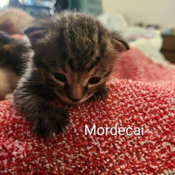 Domestic Short Hair Cats Available for Adoption in Harrisonburg, Virginia - Mordecai | PetCurious