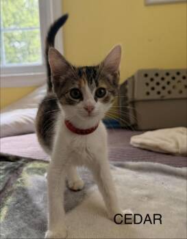 Cedar -  Domestic Short Hair Cat for Adoption in Pomona, New York - Cedar | PetCurious