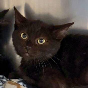 Twix -  Domestic Short Hair Cat for Adoption in Walnut Creek, California - Twix | PetCurious