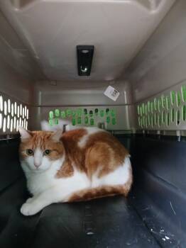 Domestic Short Hair Cats Available for Adoption in Fort Worth, Texas - Steven | PetCurious