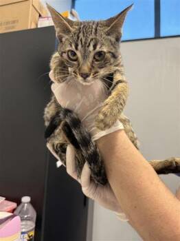 Domestic Short Hair Cats Available for Adoption in West Chester, Pennsylvania - Sky | PetCurious