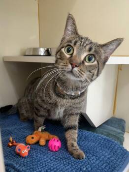 Ivy -  Domestic Short Hair Cat for Adoption in Yellowknife, Northwest Territories - Ivy | PetCurious