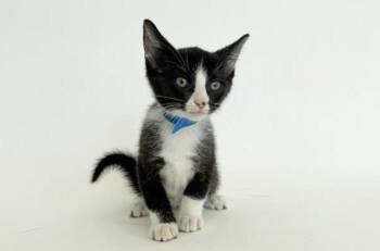 TOO TOUGH TOMMI -  Domestic Short Hair Cat for Adoption in Brentwood, Missouri - TOO TOUGH TOMMI | PetCurious
