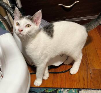 Pearl (Reduced adoption fee) -  Domestic Short Hair Cat for Adoption in Melrose, Massachusetts - Pearl (Reduced Adoption Fee) | PetCurious