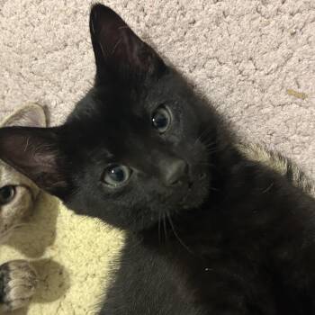 Caviar -  Domestic Short Hair Cat for Adoption in Philadelphia, Pennsylvania - Caviar | PetCurious