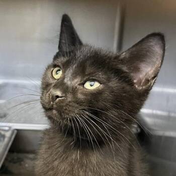Bonji (blue) -  Domestic Short Hair Cat for Adoption in Baltimore, Maryland - Bonji (blue) | PetCurious