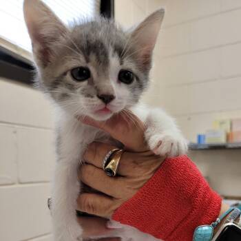 Domestic Short Hair Cats Available for Adoption in Lake Panasoffkee, Florida - 66181 | PetCurious